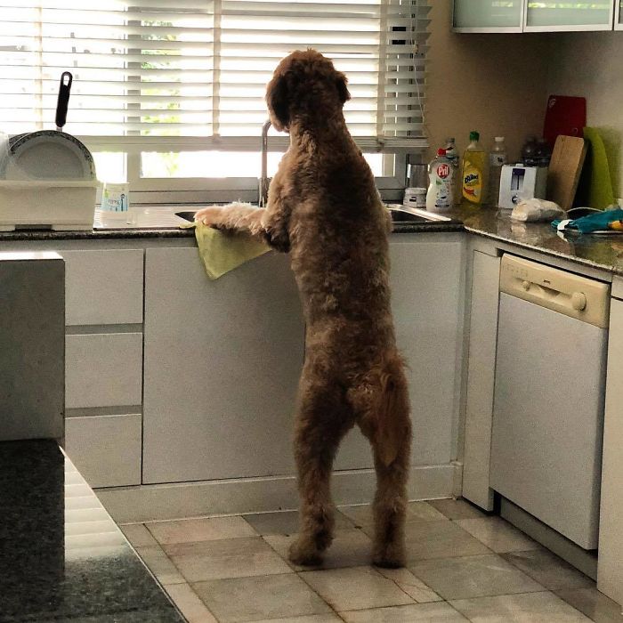 Big brown dog doing the dishes in a kitchen 