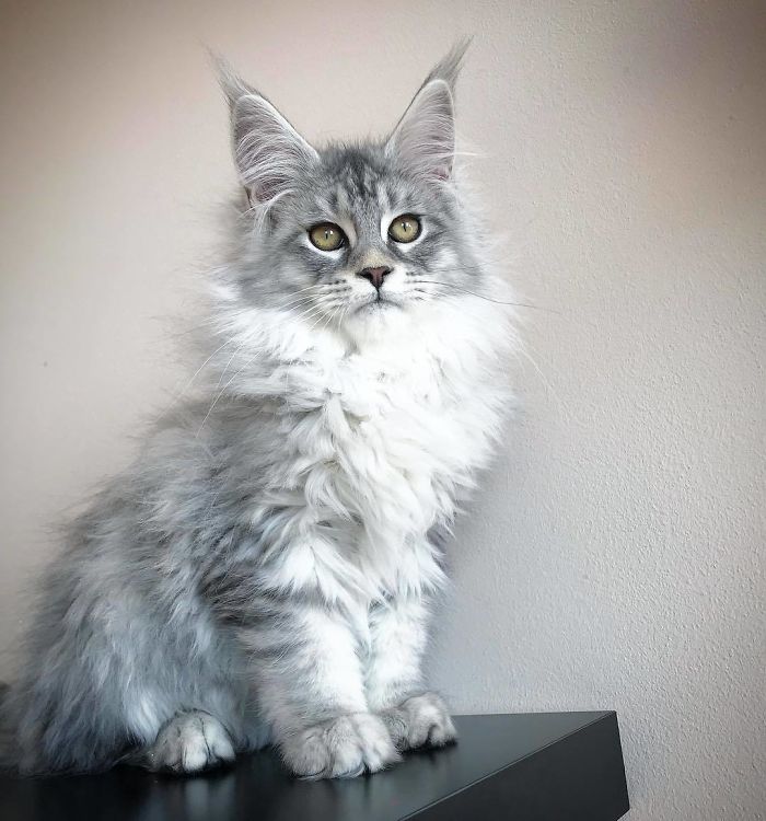 Our Beautiful 4 Months Old Silver Boy