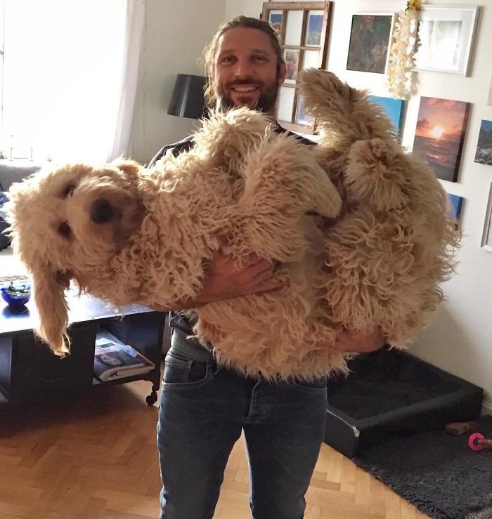 Man holding his big dog in hands 