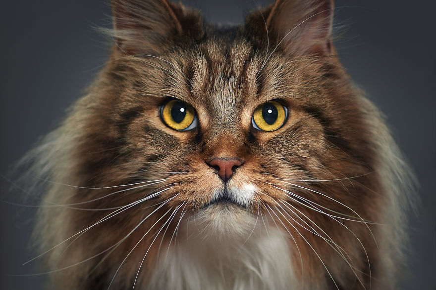 Sheldon. The Maine Coon Cat