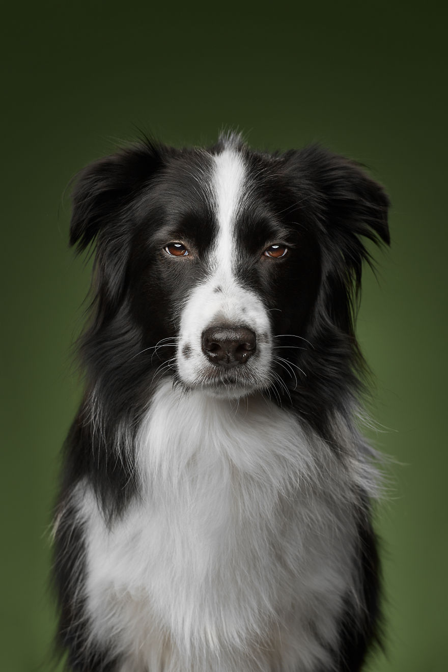 West, The Border Collie