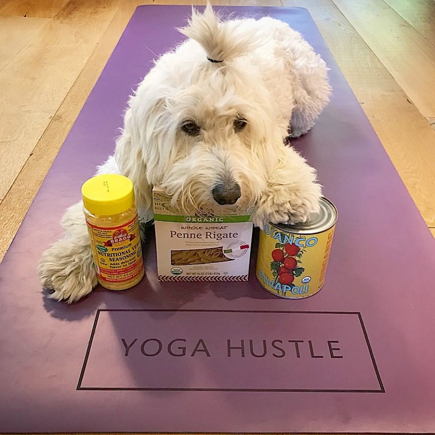 Find Motivation & Yoga Tips On Instagram Through This Pawsitive Pooch Find Motivation & Yoga Tips On Instagram Through This Pawsitive Pooch