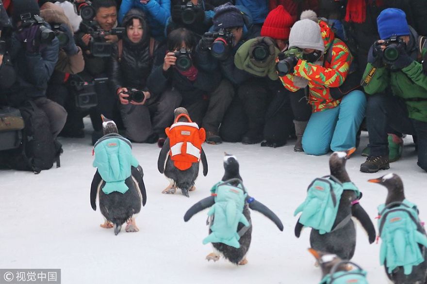 Cute Alert! Penguins Visit Ice And Snow World In Harbin