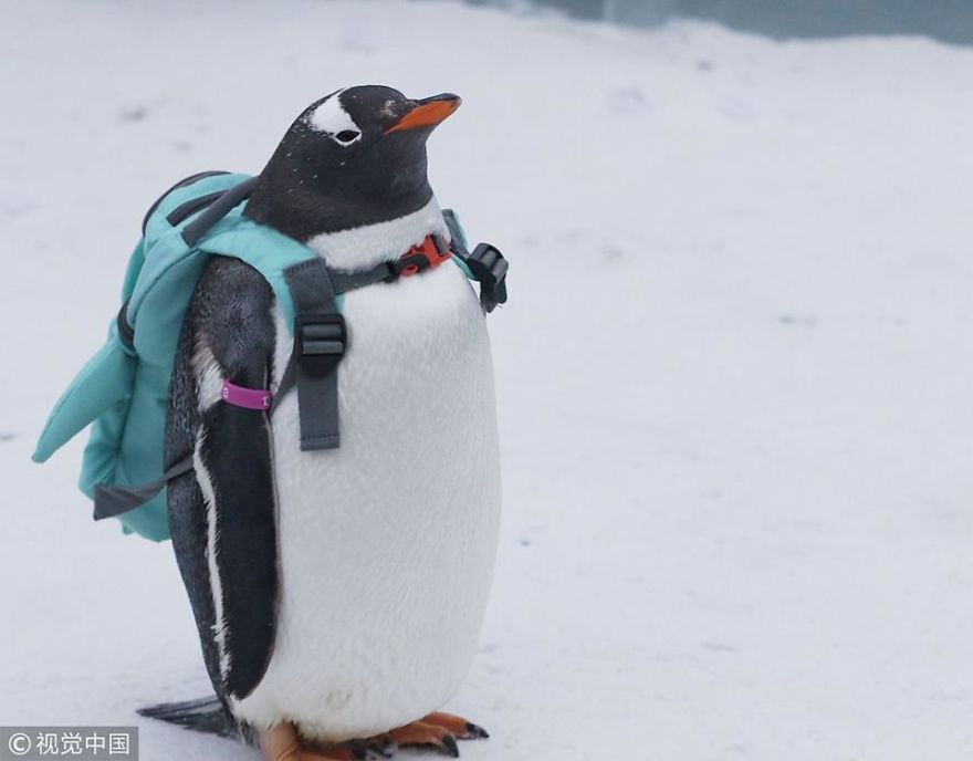 Cute Alert! Penguins Visit Ice And Snow World In Harbin