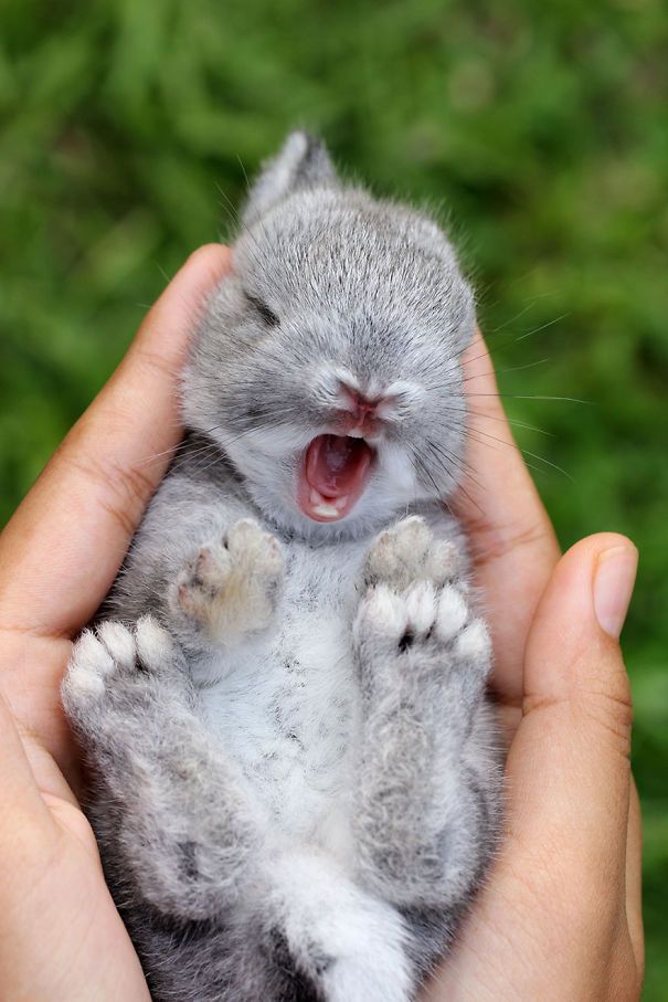 Cute Pictures Of Rabbits That Will Make You Smile. Cute Pictures Of Rabbits That Will Make You Smile.