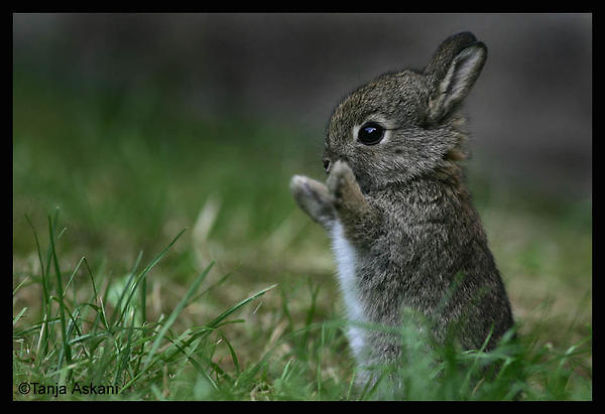 Cute Pictures Of Rabbits That Will Make You Smile. Cute Pictures Of Rabbits That Will Make You Smile.