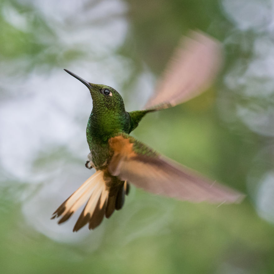 How To Photograph Flying Hummingbirds