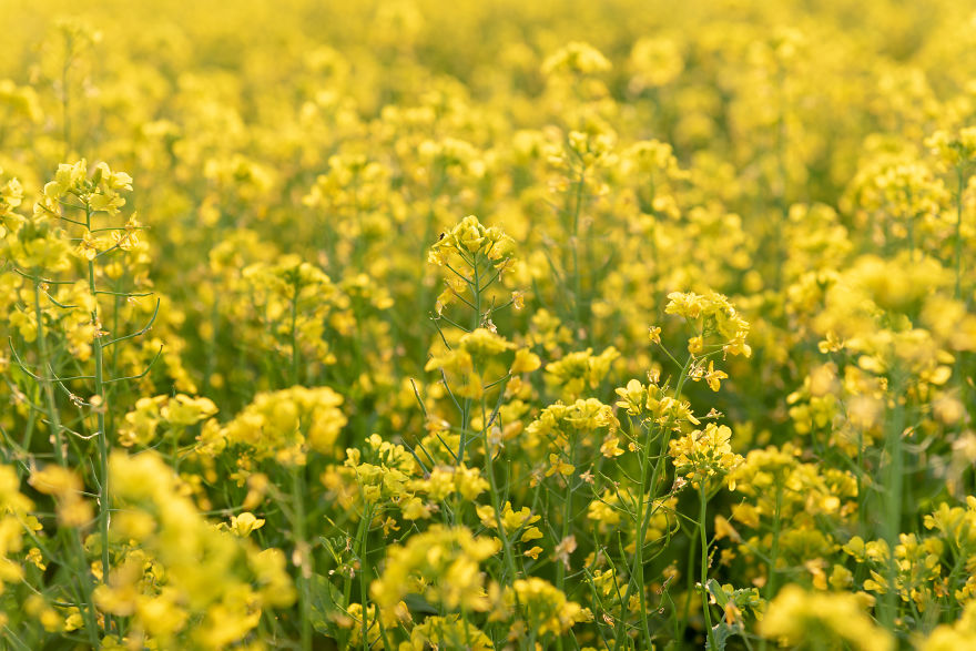 I Shoot The Yellow Ocean/Beautiful Mustard Flower Field In Bangladesh...