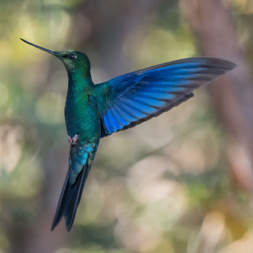 How To Photograph Flying Hummingbirds