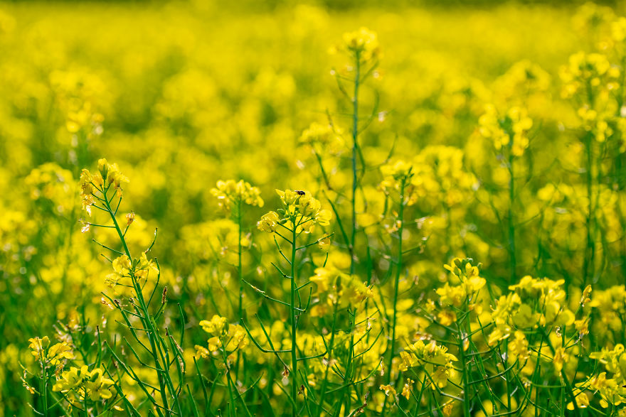I Shoot The Yellow Ocean/Beautiful Mustard Flower Field In Bangladesh...