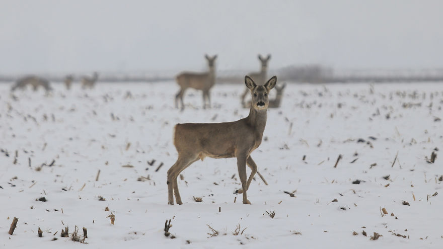 Deer-Credible Story From Snow Field