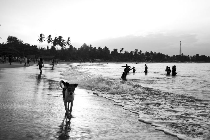 My Travel To Take Pictures Of Cats And Dogs Continues In Sri Lanka