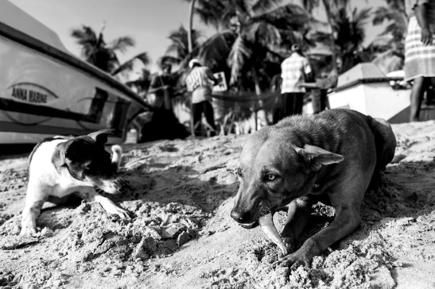 My Travel To Take Pictures Of Cats And Dogs Continues In Sri Lanka