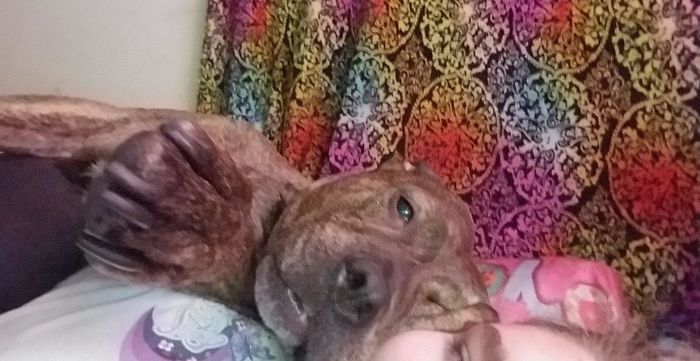 I Watched As Animal Cruelty Killed My Best Friend’s Dog