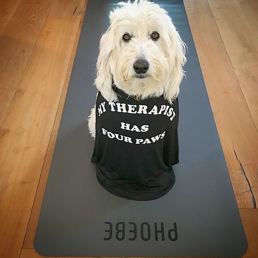 Find Motivation & Yoga Tips On Instagram Through This Pawsitive Pooch Find Motivation & Yoga Tips On Instagram Through This Pawsitive Pooch