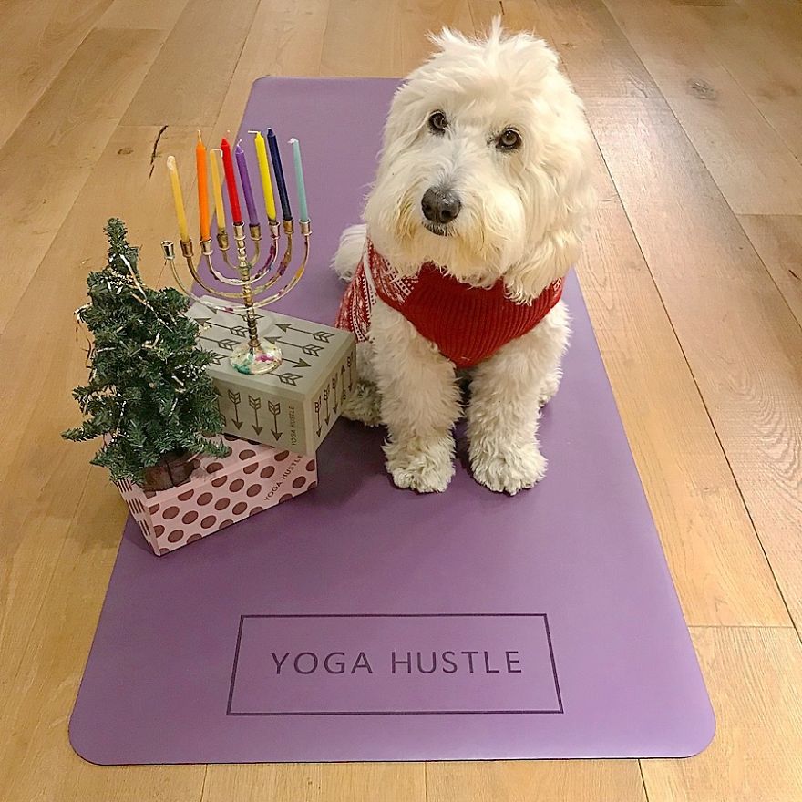 Find Motivation & Yoga Tips On Instagram Through This Pawsitive Pooch Find Motivation & Yoga Tips On Instagram Through This Pawsitive Pooch