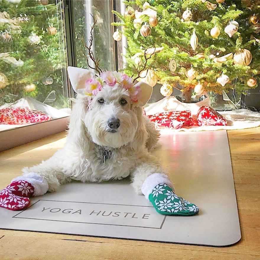Find Motivation & Yoga Tips On Instagram Through This Pawsitive Pooch Find Motivation & Yoga Tips On Instagram Through This Pawsitive Pooch