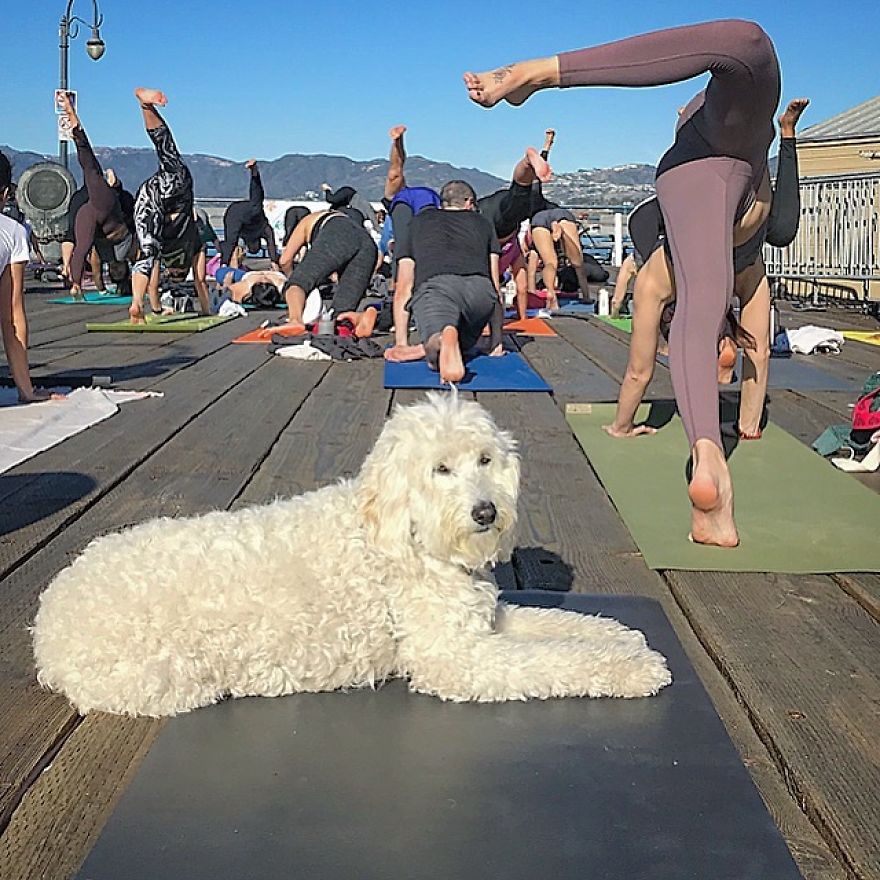 Find Motivation & Yoga Tips On Instagram Through This Pawsitive Pooch Find Motivation & Yoga Tips On Instagram Through This Pawsitive Pooch