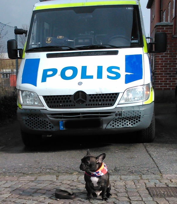 Fonzie-Bulldog-Police-5c2e263210b3b.jpg