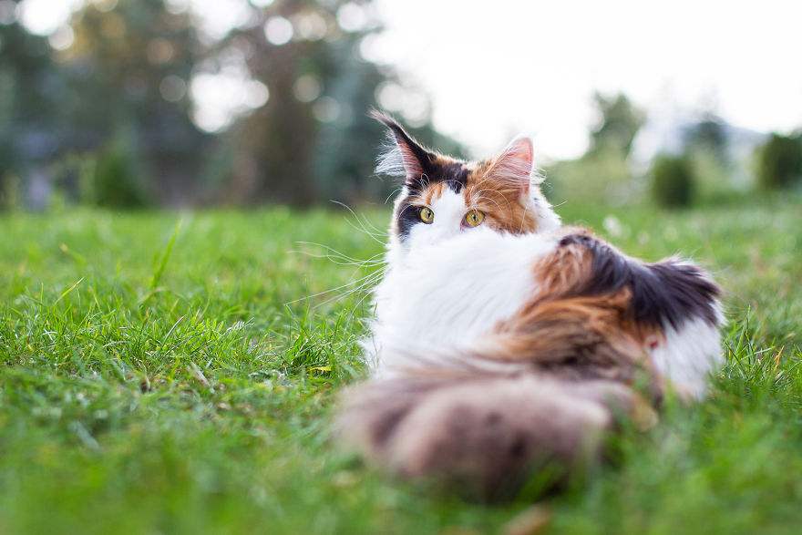 I Capture Beauty And Soul Of My Cats