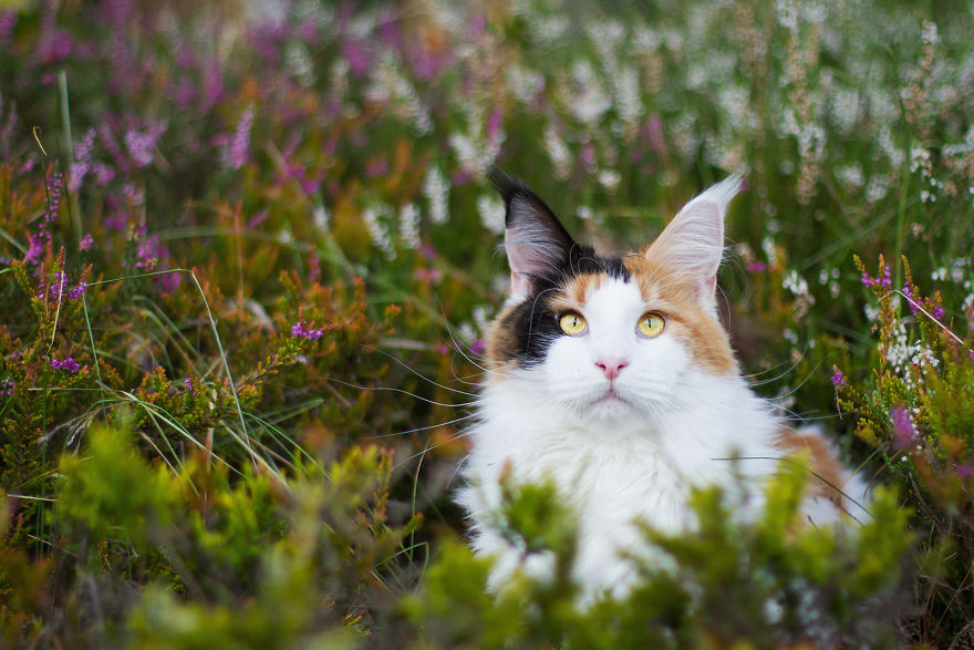 I Capture Beauty And Soul Of My Cats