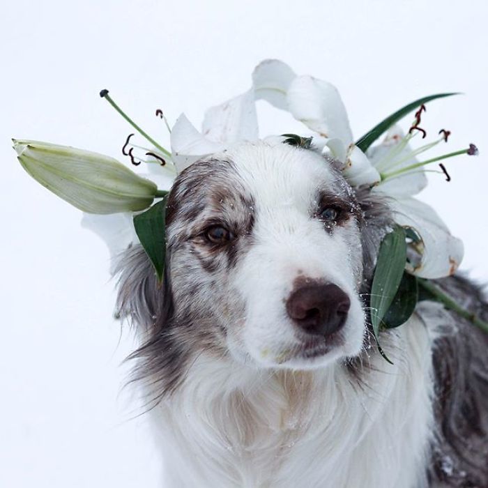Fusion Says I Am Crazy For Making Him Sit With Lilies On His Head In The Snow
