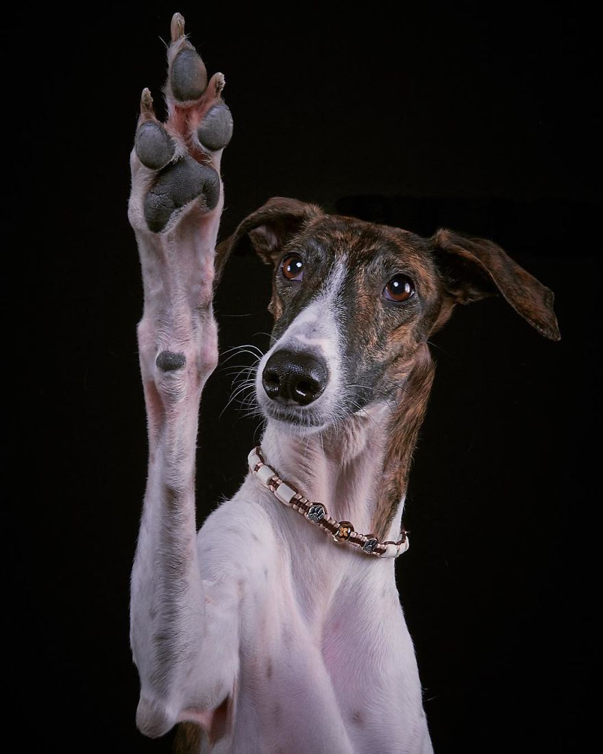 I Capture The Spanish Hunting Dogs As They Enjoy Their Life In Freedom- For The "Dia Del Galgo" World Galgo Day On 1. February - World Day For The Spanish Hunting Dogs 