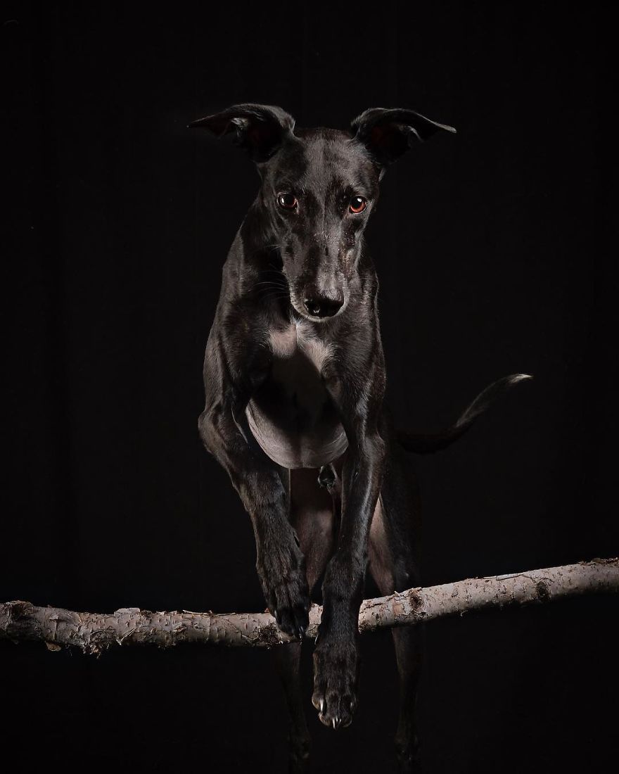 I Capture The Spanish Hunting Dogs As They Enjoy Their Life In Freedom- For The "Dia Del Galgo" World Galgo Day On 1. February - World Day For The Spanish Hunting Dogs 