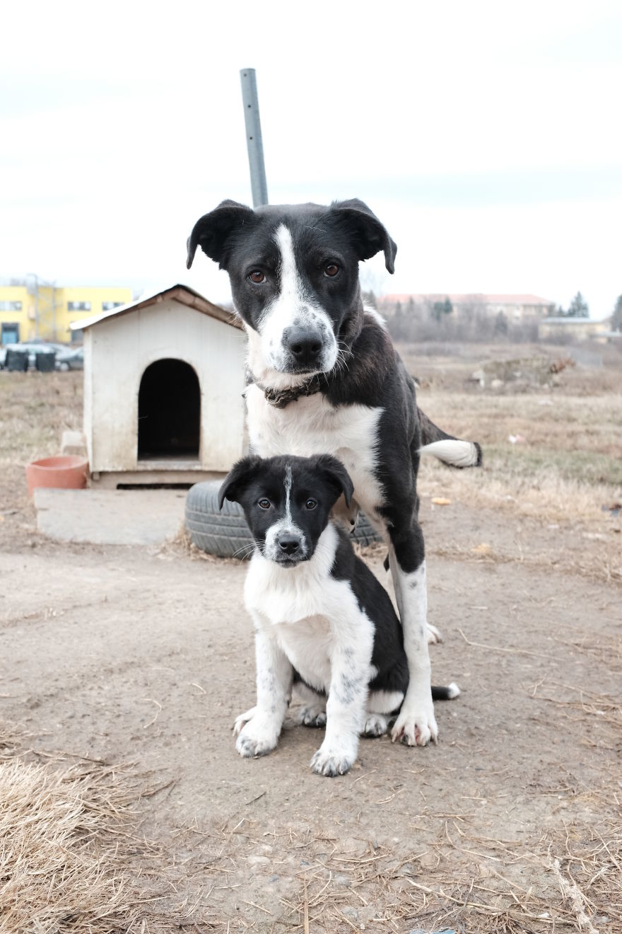I Spend The Last 8 Month Helping And Photographing Streetdogs In East Europa