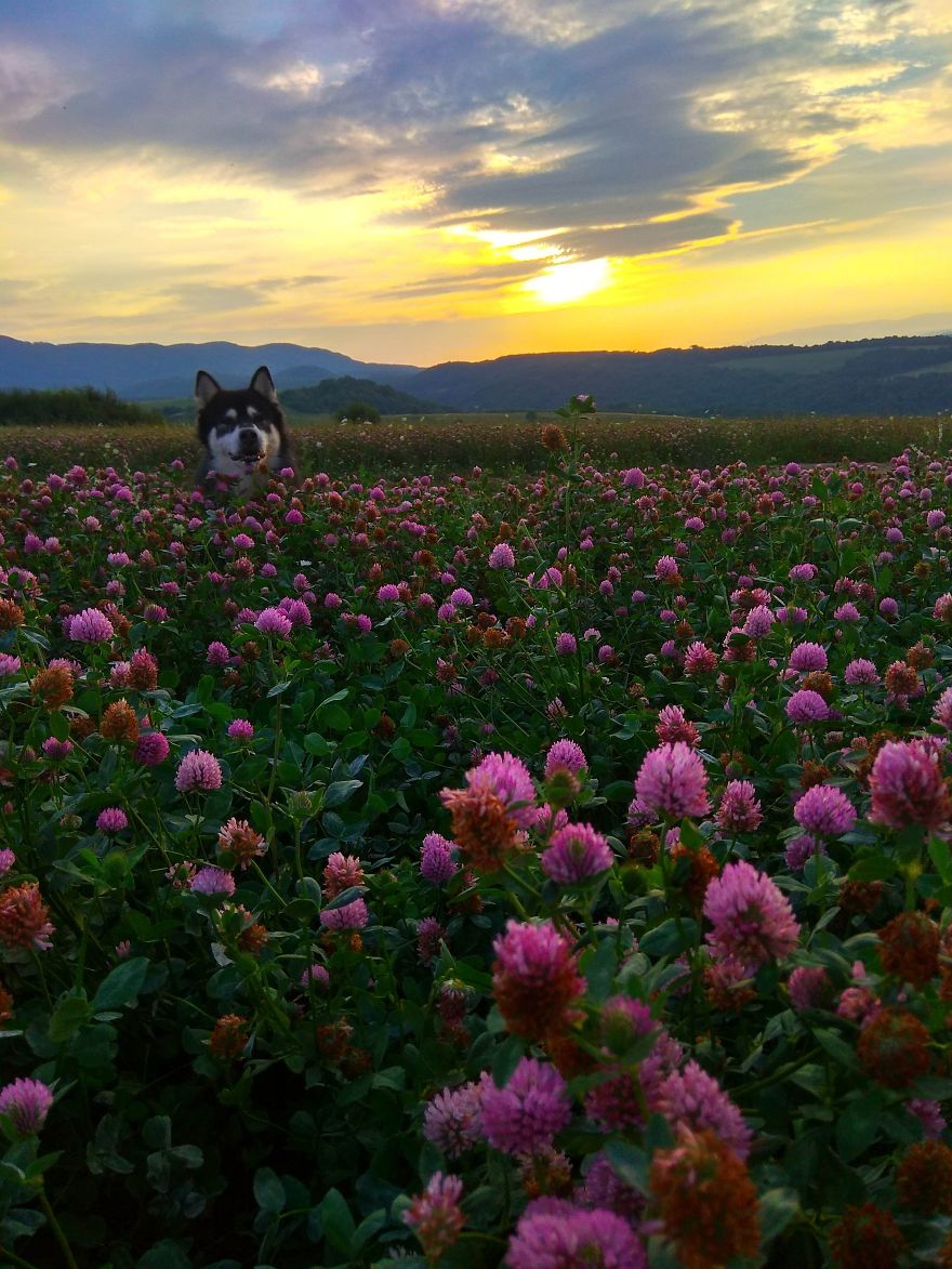 My Dog