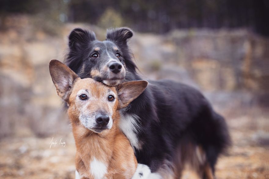 These Bff Doggos Will Steal Your Heart!