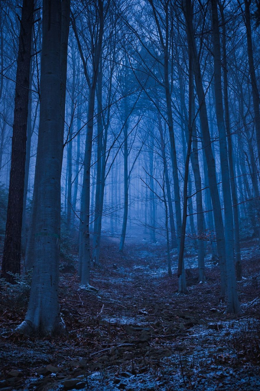 The Forest Near Barcice Photographed Late In The Evening