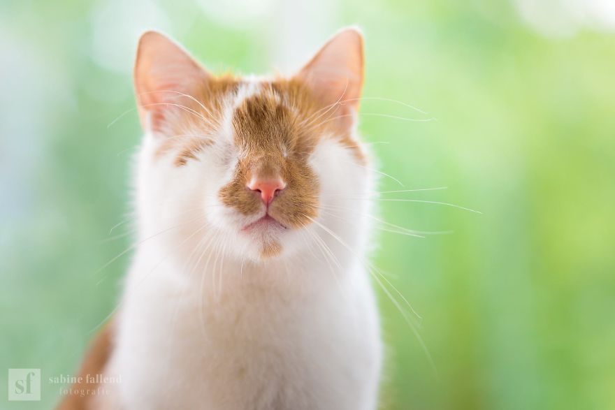 Meet Kazou – The Eyeless Cat Who Still Can 'See'!