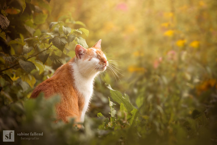 I Photograph My Eyeless Cat Who Sees With His Heart (25 Pics)
