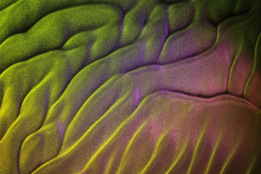 Morphodynamics Of Physical Phenomena, Archetypal Coincidence