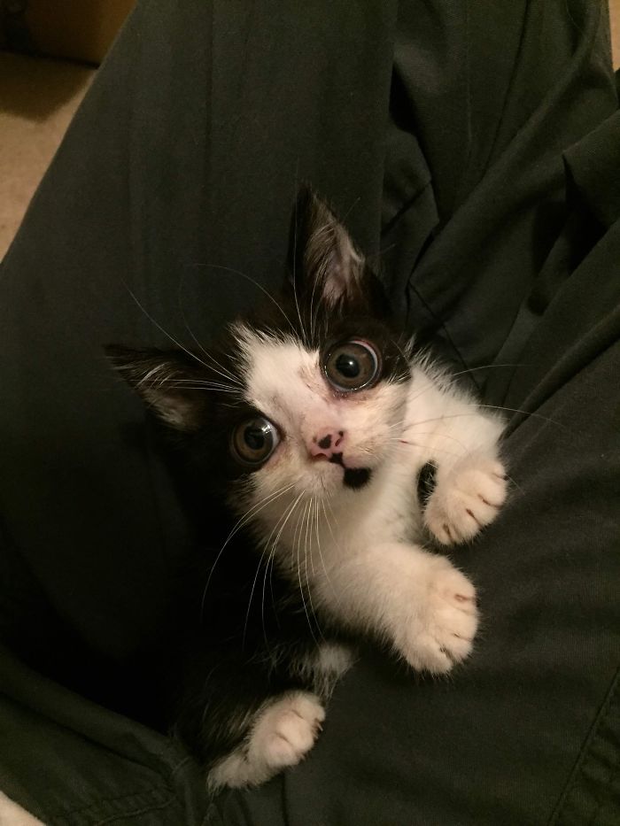 I Adopted A Kitten With Huge 'Glass' Eyes After He Was Found Abandoned On A Porch And He Is Now Our Family Member