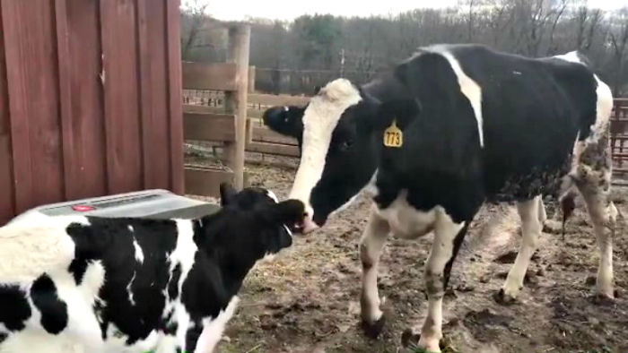 Pregnant Cow Escapes From A Truck That Was Taking Her To The Slaughterhouse And Gives Birth To A Wonderful Calf