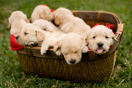 Puppies-in-Basket-5c4a1051c550d.jpg