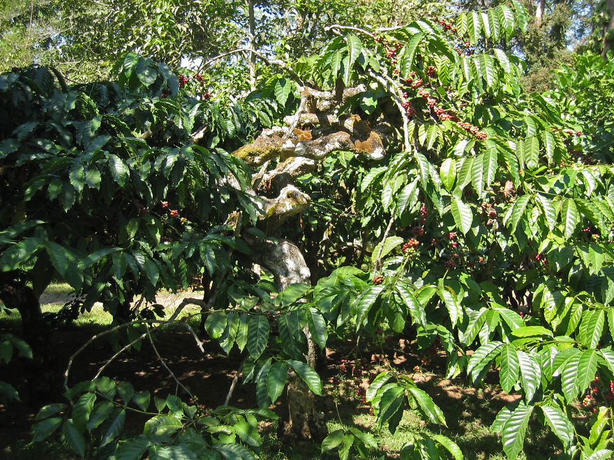 Reasons Why You Should Never Stop Yourself From Visiting Coorg!