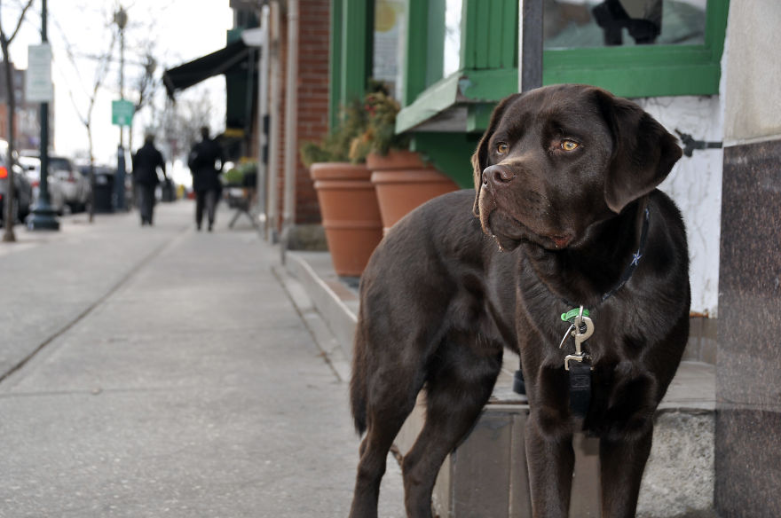 Photographer Takes Pics Of Dogs In Her Town And Raises Over $120,000 For Local Animal Shelter