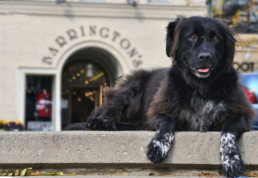 Photographer Takes Pics Of Dogs In Her Town And Raises Over $120,000 For Local Animal Shelter