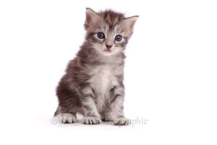 Timelapse Of A Maine Coon Kitten Growing Up Into A Gorgeous Cat In Just 20 Seconds
