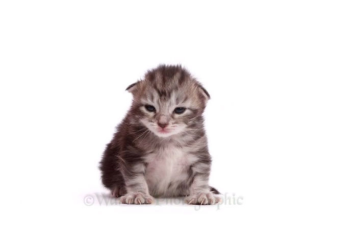 Timelapse Of A Maine Coon Kitten Growing Up Into A Gorgeous Cat In Just 20 Seconds
