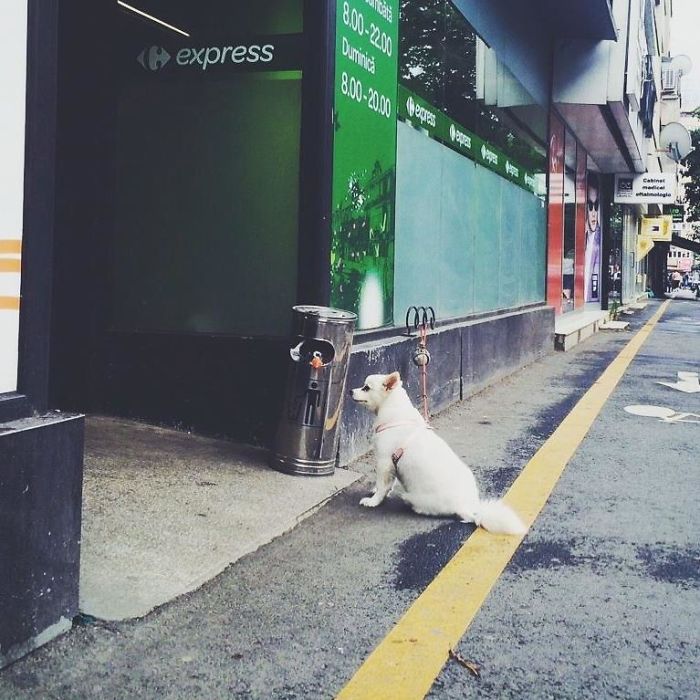 This Page With Dogs Patiently Waiting For Their Owners Outside Supermarkets Will Make You Love Dogs Even More. This Page With Dogs Patiently Waiting For Their Owners Outside Supermarkets Will Make You Love Dogs Even More.