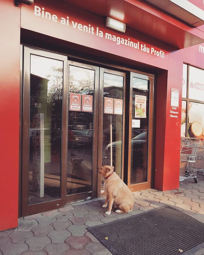 This Page With Dogs Patiently Waiting For Their Owners Outside Supermarkets Will Make You Love Dogs Even More. This Page With Dogs Patiently Waiting For Their Owners Outside Supermarkets Will Make You Love Dogs Even More.