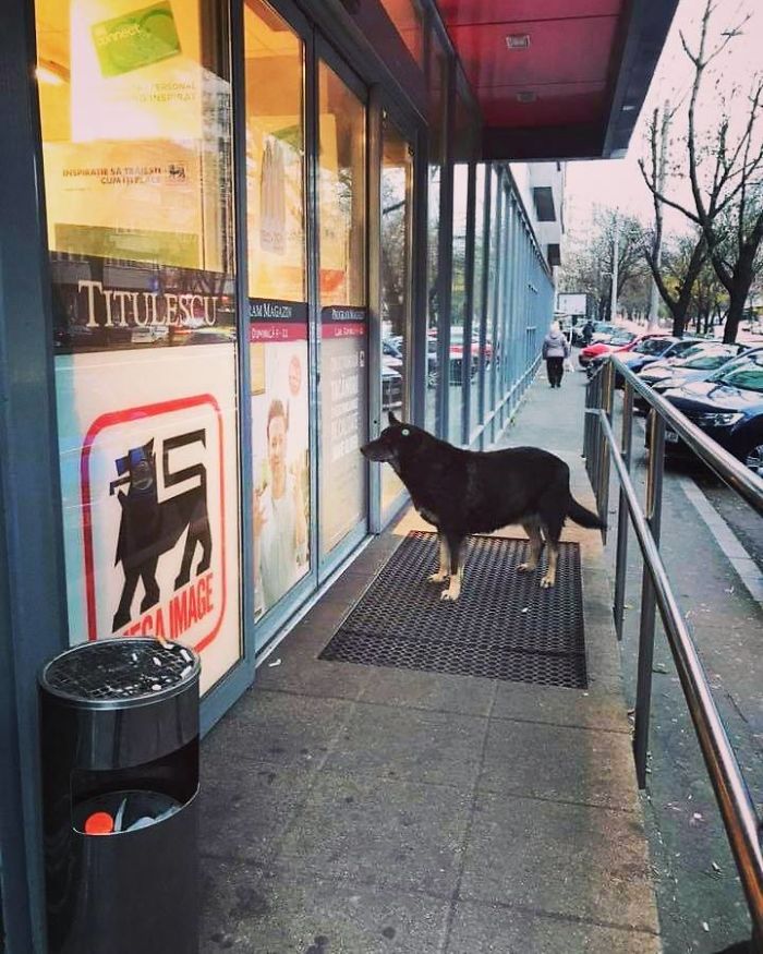 This Page With Dogs Patiently Waiting For Their Owners Outside Supermarkets Will Make You Love Dogs Even More. This Page With Dogs Patiently Waiting For Their Owners Outside Supermarkets Will Make You Love Dogs Even More.