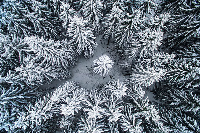 En mitad del bosque invernal, por Photographersworld