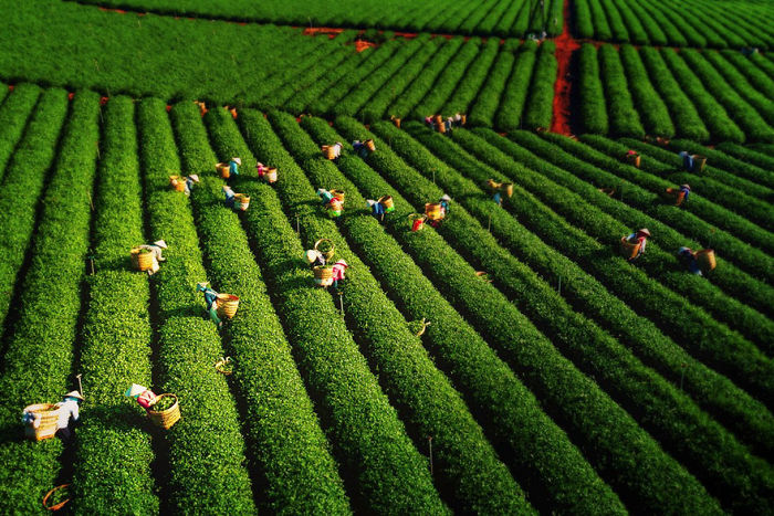 Recolectando hojas de té, por Tuan Nguyen