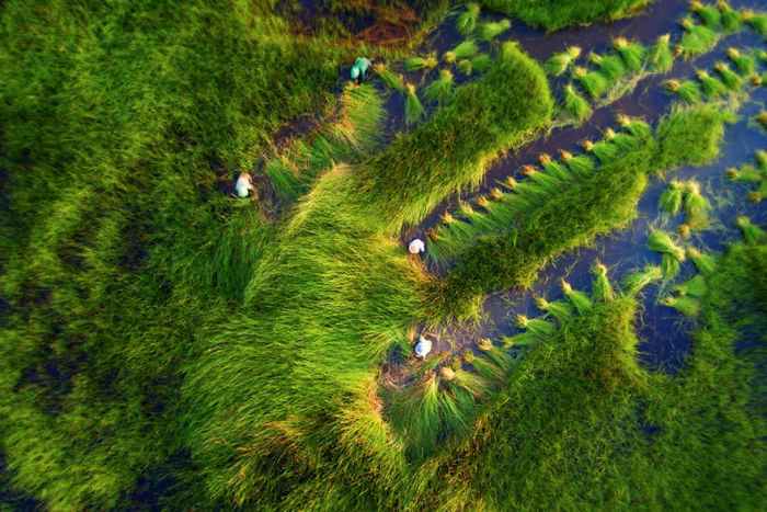 Cosechando hierba, por Tuan Nguyen