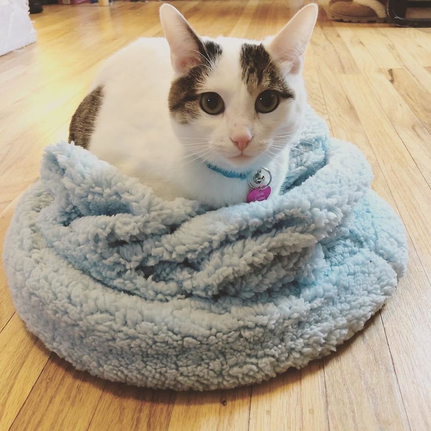 Meet Blancat, The Unique Cat Bed Specially Designed To Soothe Your Anxious Cat